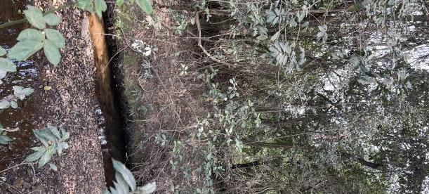 A dense forest scene with a small, shallow stream running through the undergrowth. The area is surrounded by thick vegetation and natural foliage.